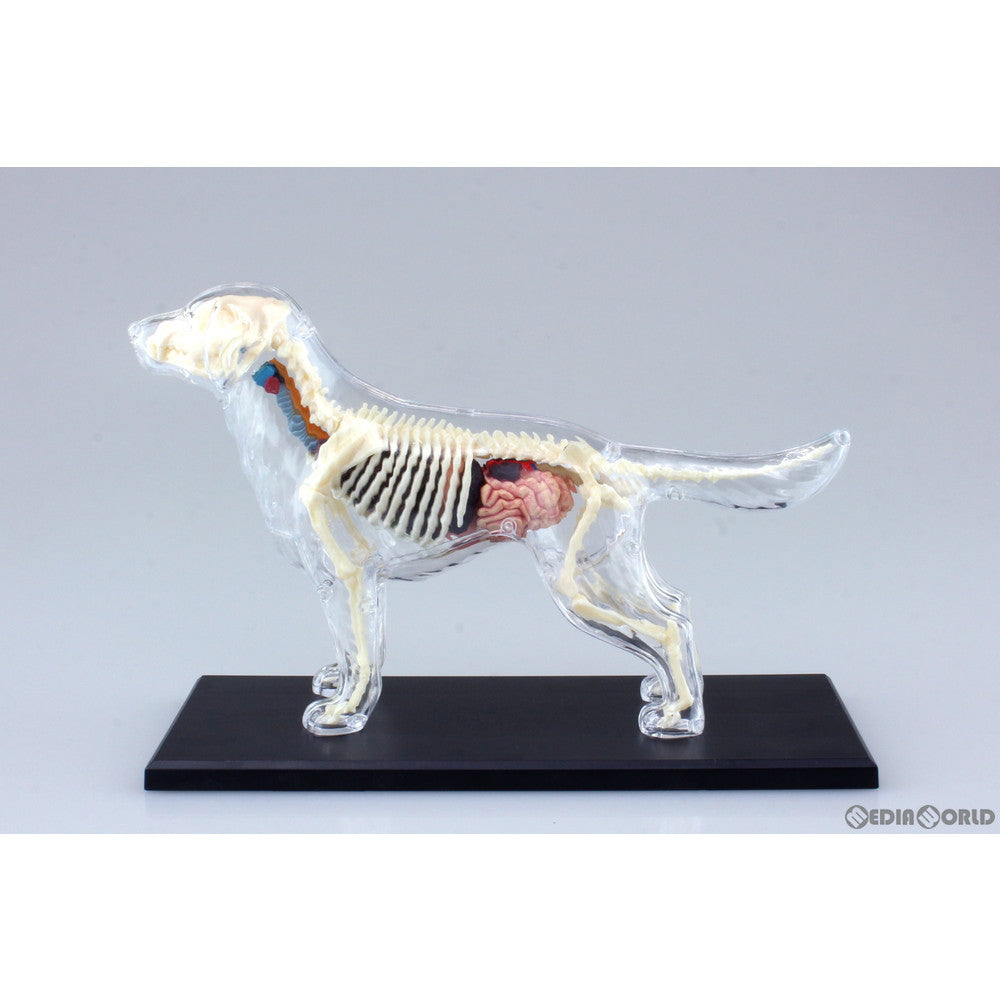 【新品即納】[FIG] 立体パズル No.12 4D VISION 動物解剖モデル 犬解剖スケルトンモデル 完成品 フィギュア スカイネット(アオシマ) (20100601)
