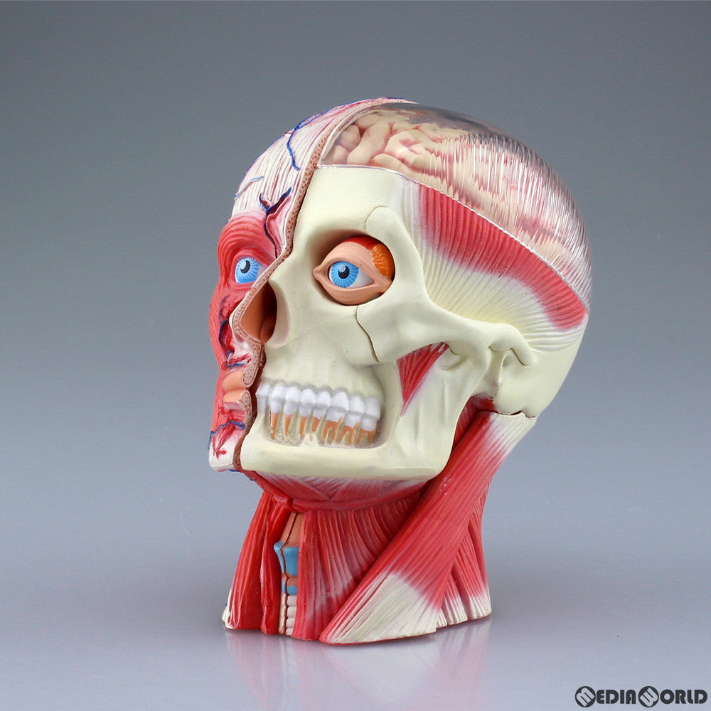 【新品即納】[FIG] 立体パズル No.11 4D VISION 人体解剖モデル 頭部断面解剖モデル 完成品 フィギュア スカイネット(アオシマ) (20151111)