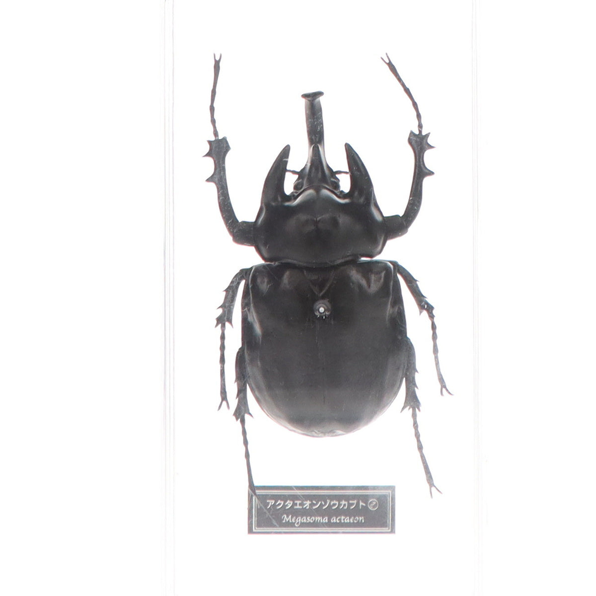 【中古即納】[FIG] アクテオンゾウカブト(雄) 「世界の昆虫 DATA BOOK 第55号」 付録 フィギュア デアゴスティーニ・ジャパン(20070626)