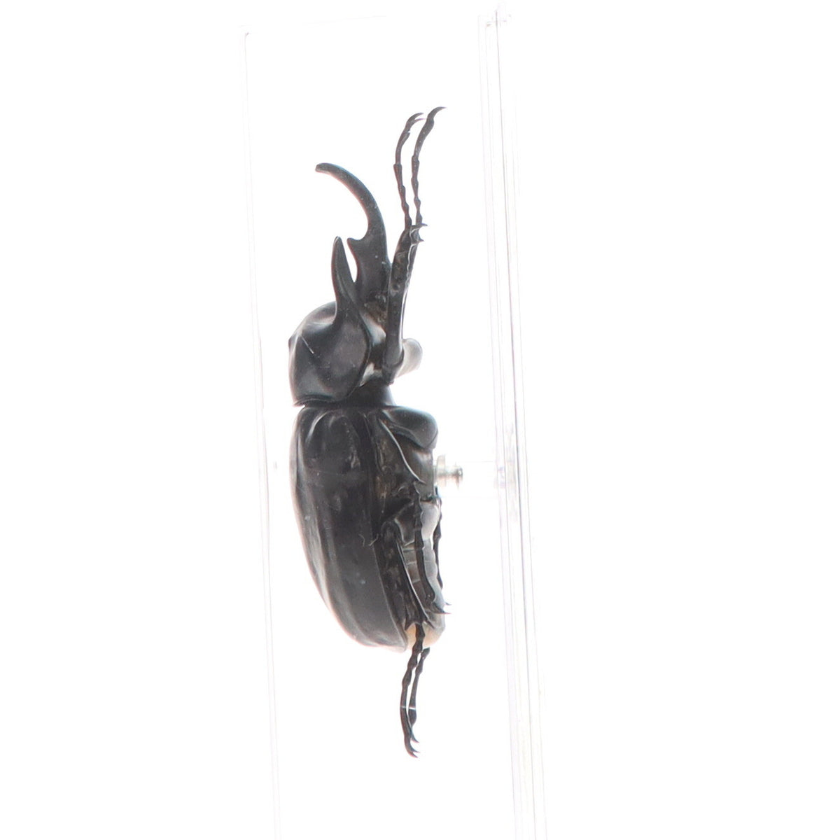 【中古即納】[FIG] アクテオンゾウカブト(雄) 「世界の昆虫 DATA BOOK 第55号」 付録 フィギュア デアゴスティーニ・ジャパン(20070626)