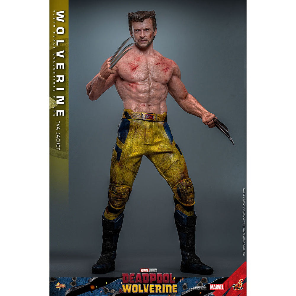 【中古即納】[FIG] ムービー・マスターピース ウルヴァリン(TVAジャケット版) デッドプール&ウルヴァリン 1/6 完成品 可動フィギュア(MM#756) ホットトイズ(20251130)