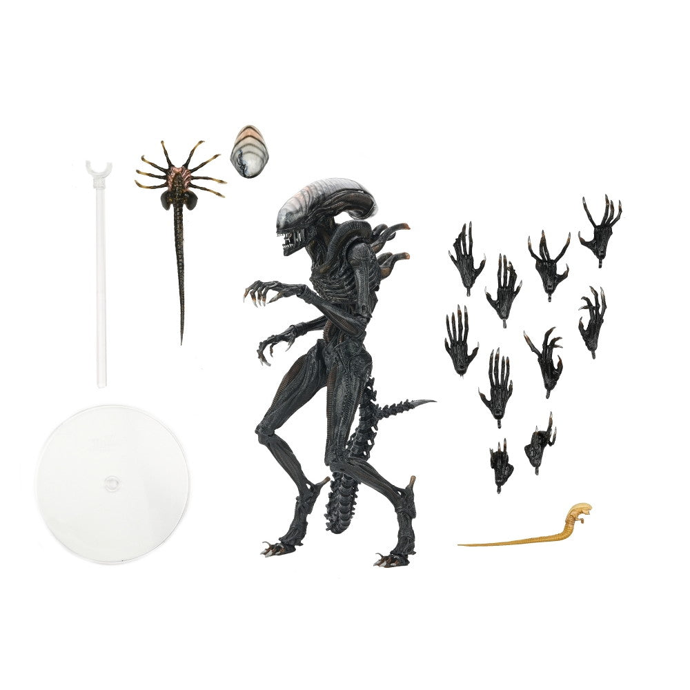 【新品即納】[FIG] スコーチド ゼノモーフ エイリアン:ロムルス 完成品 アルティメット 7インチ アクションフィギュア ネカ(20250130)