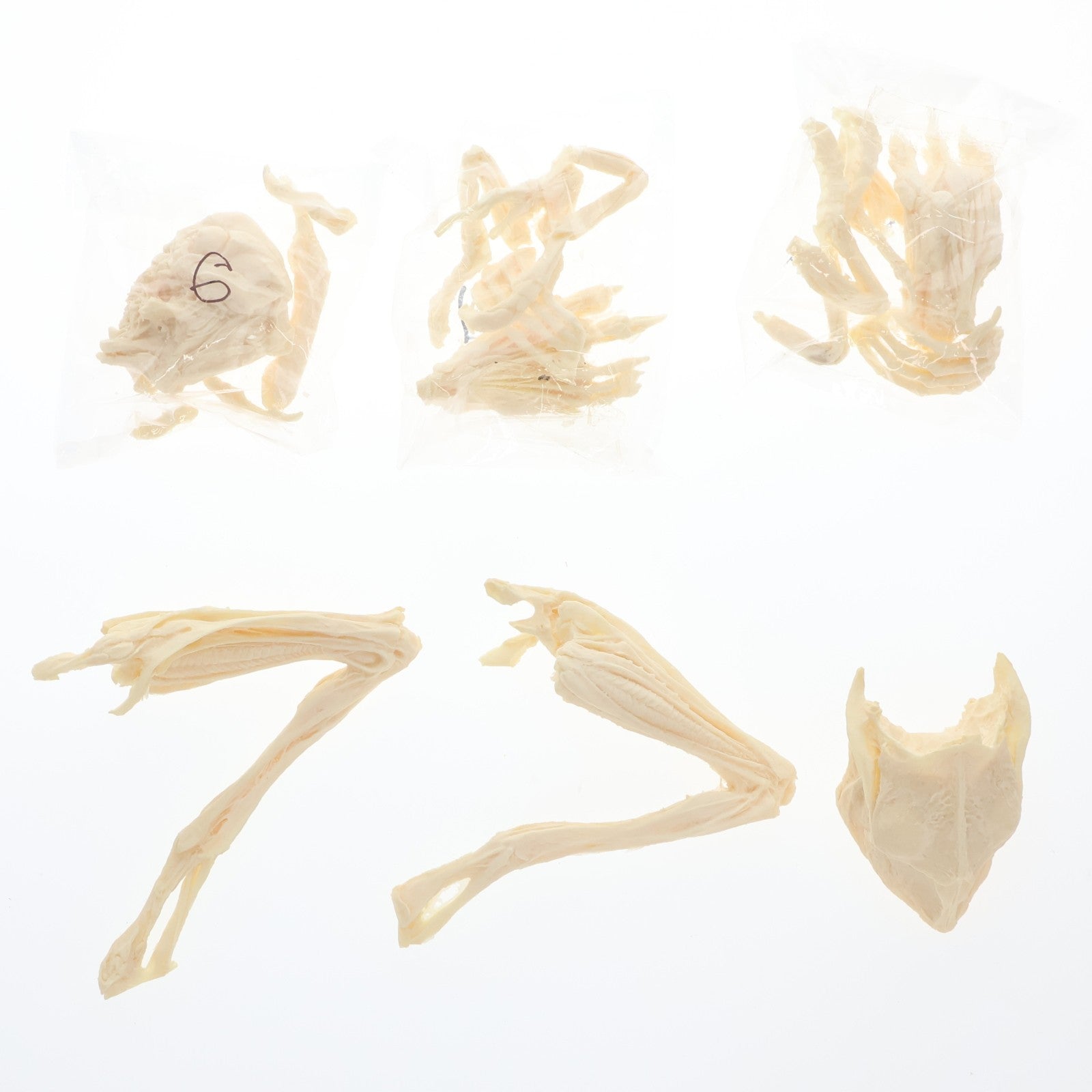 【中古即納】[FIG] PAZUZU(パズズ) ガレージキット フィギュア HELLPAINTER(20110930)