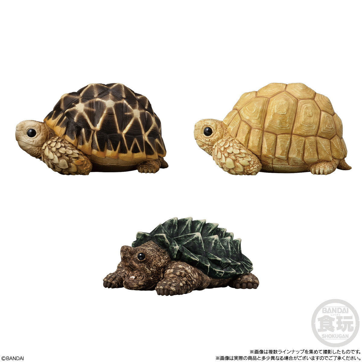 【新品即納】[SFT] (BOX)(食玩) てのりフレンズ12 -爬虫類・両生類- ソフビフィギュア(12個) バンダイ(20251020)