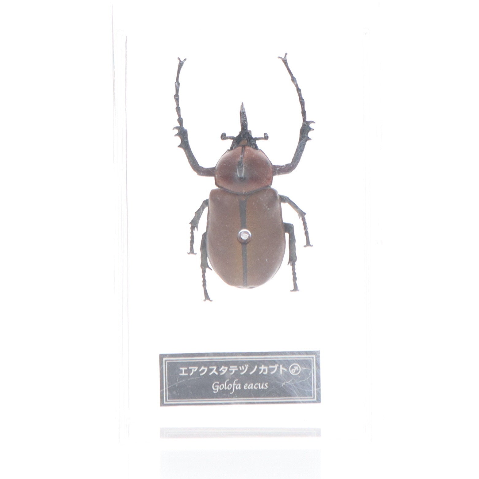 【中古即納】[FIG] (フィギュア単品) エアクスタテヅノカブト(雄) 世界の昆虫 DATA BOOK 第60号付録 完成品 フィギュア デアゴスティーニ・ジャパン(20070904)