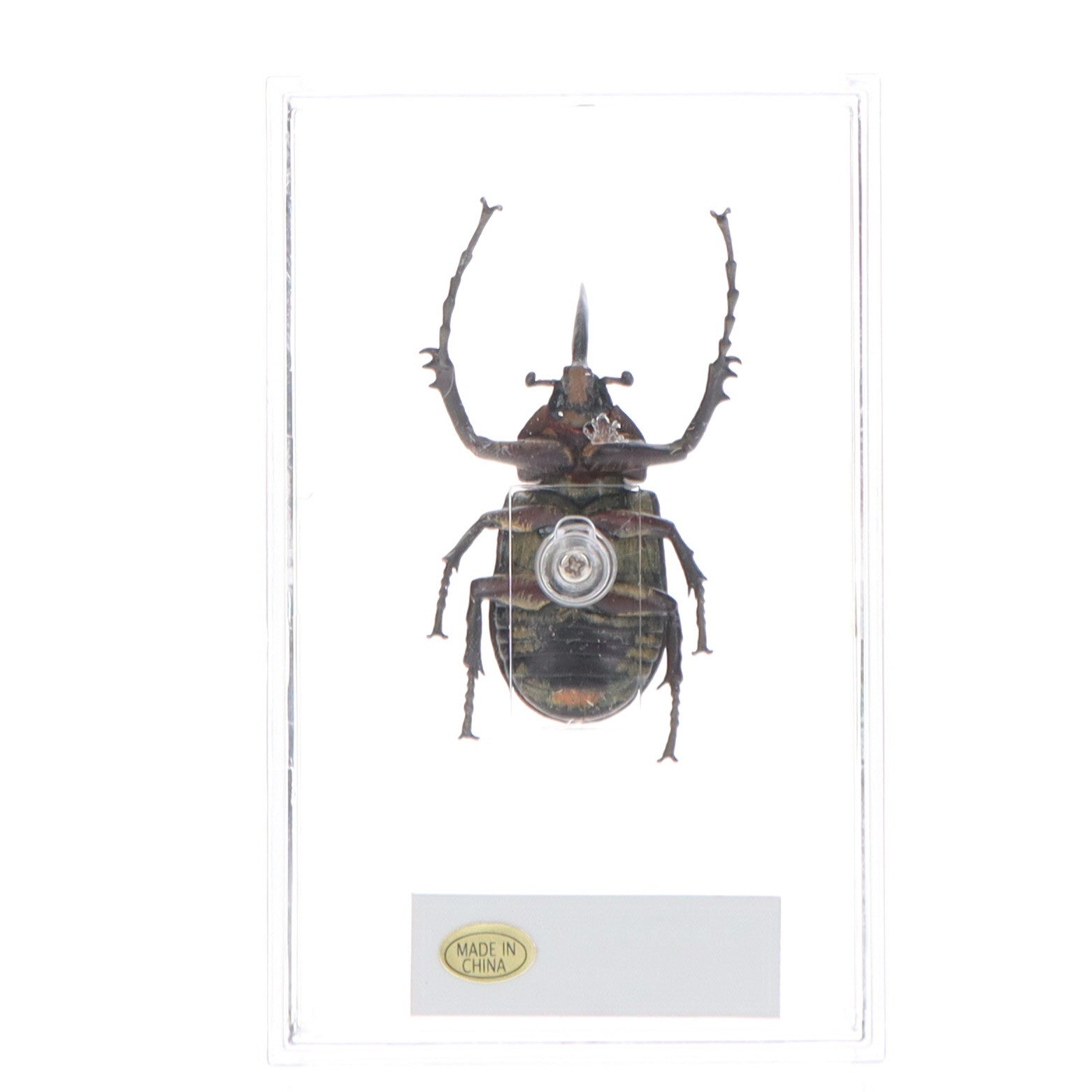 【中古即納】[FIG] (フィギュア単品) エアクスタテヅノカブト(雄) 世界の昆虫 DATA BOOK 第60号付録 完成品 フィギュア デアゴスティーニ・ジャパン(20070904)