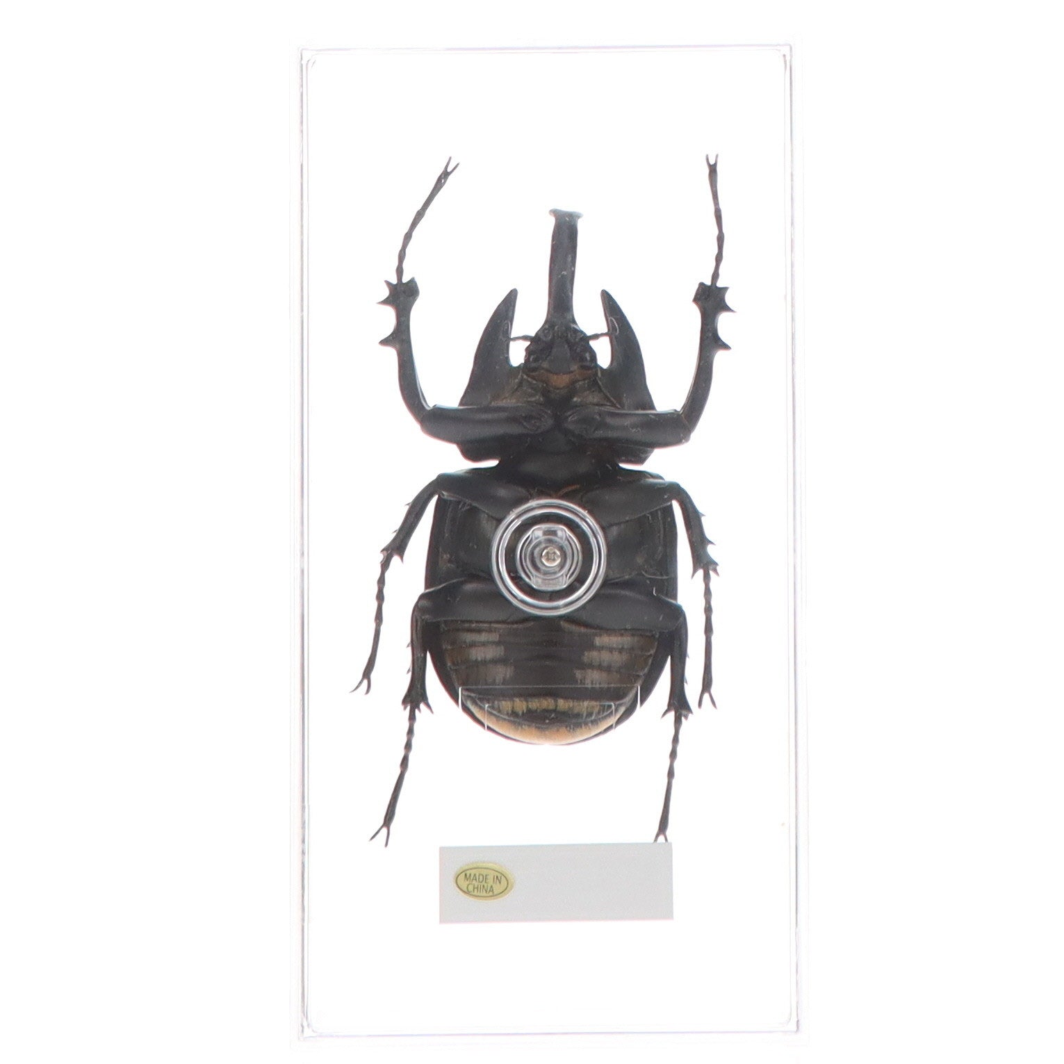 【中古即納】[FIG] (フィギュア単品) アクタエオンゾウカブト(雄) 世界の昆虫 DATA BOOK 第55号付録 完成品 フィギュア デアゴスティーニ・ジャパン(20070626)