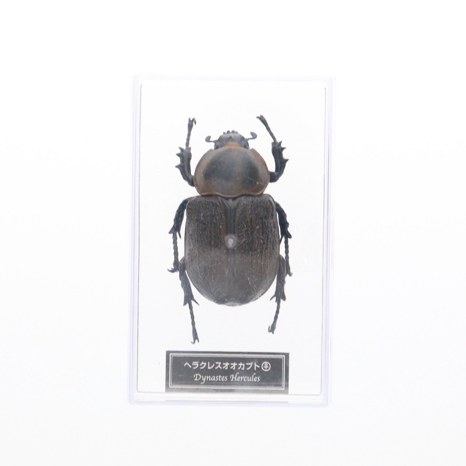 【中古即納】[FIG] 世界の昆虫 DATA BOOK 応募券限定 ヘラクレスオオカブト(雌) 完成品 フィギュア デアゴスティーニ・ジャパン(20071231)