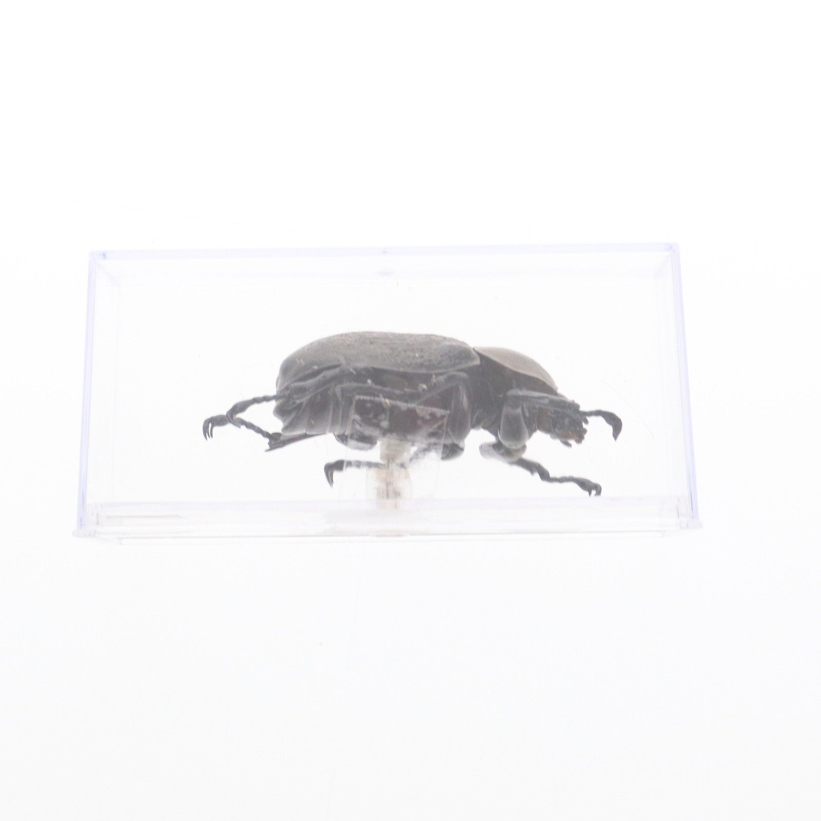 【中古即納】[FIG] 世界の昆虫 DATA BOOK 応募券限定 ヘラクレスオオカブト(雌) 完成品 フィギュア デアゴスティーニ・ジャパン(20071231)