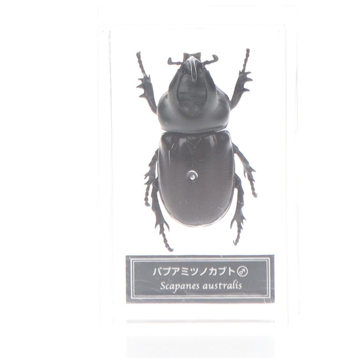 【中古即納】[FIG] (フィギュア単品) パプアミツノカブト(雄) 世界の昆虫 DATA BOOK 第48号付録 完成品 フィギュア デアゴスティーニ・ジャパン(20070320)