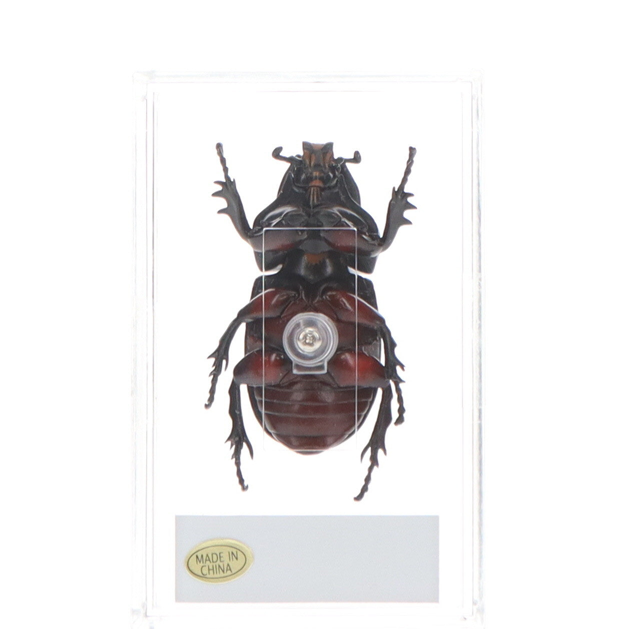 【中古即納】[FIG] (フィギュア単品) パプアミツノカブト(雄) 世界の昆虫 DATA BOOK 第48号付録 完成品 フィギュア デアゴスティーニ・ジャパン(20070320)