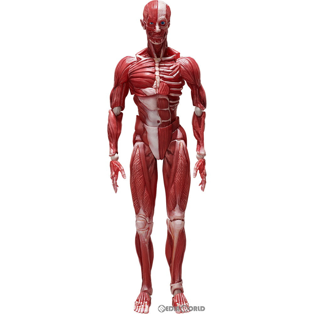 【中古即納】[FIG] figma(フィグマ) SP-142 人体模型(じんたいもけい) 完成品 可動フィギュア FREEing(フリーイング)(20220428)