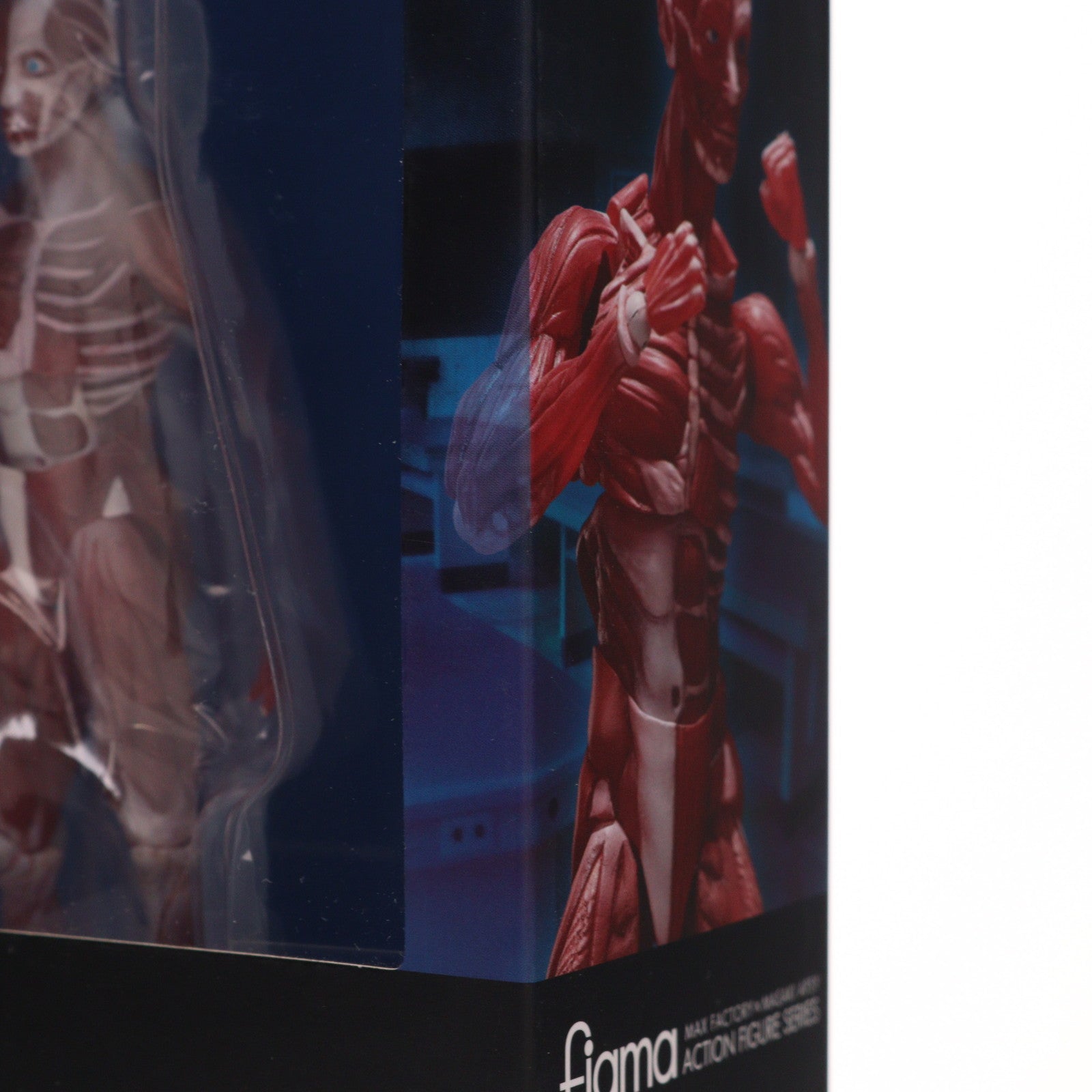 【中古即納】[FIG] figma(フィグマ) SP-142 人体模型(じんたいもけい) 完成品 可動フィギュア FREEing(フリーイング)(20220428)