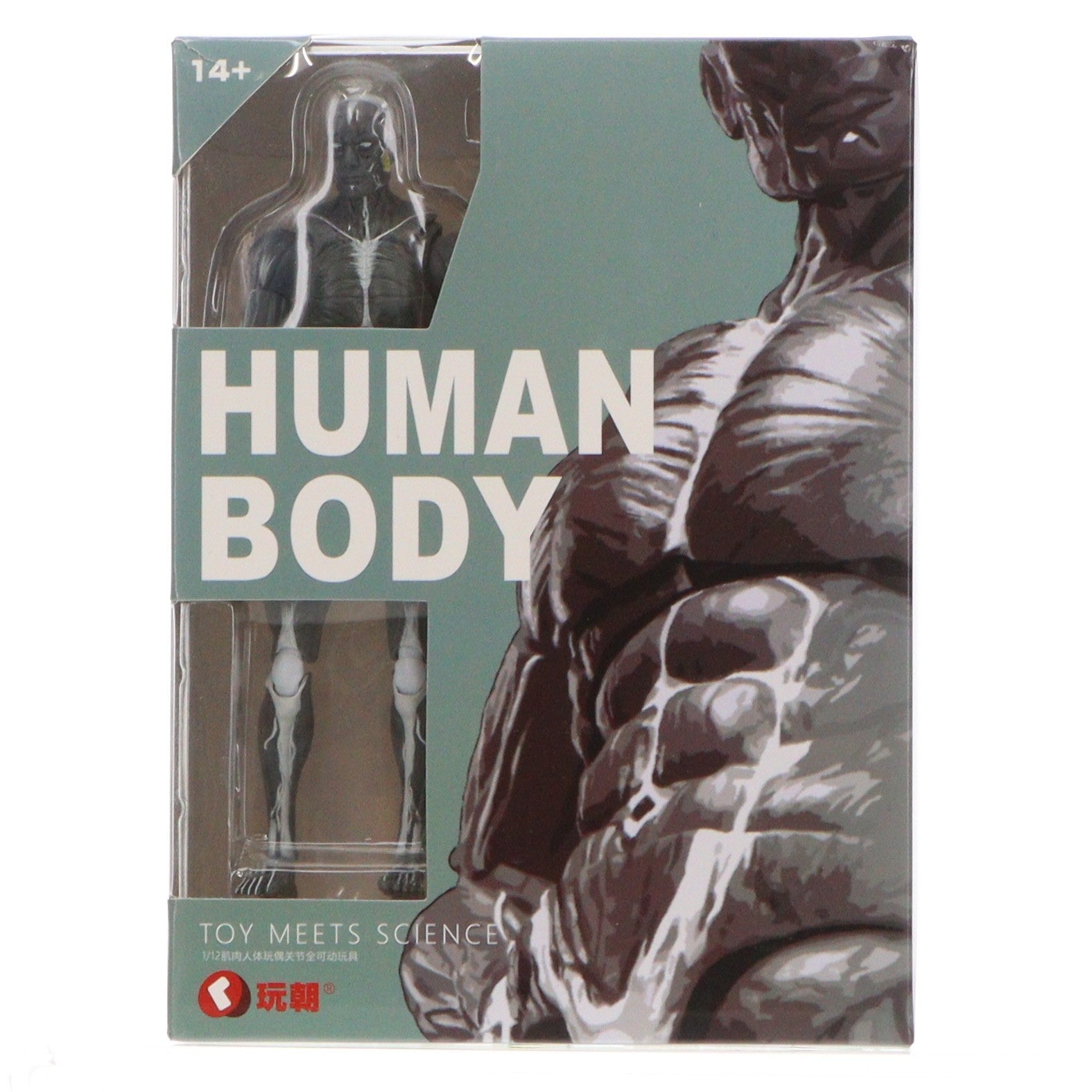 【中古即納】[FIG] 人体筋肉模型 グレー 1/12 完成品 アクションフィギュア KEEPGOING Studio(キープゴーイングスタジオ)(20251221)