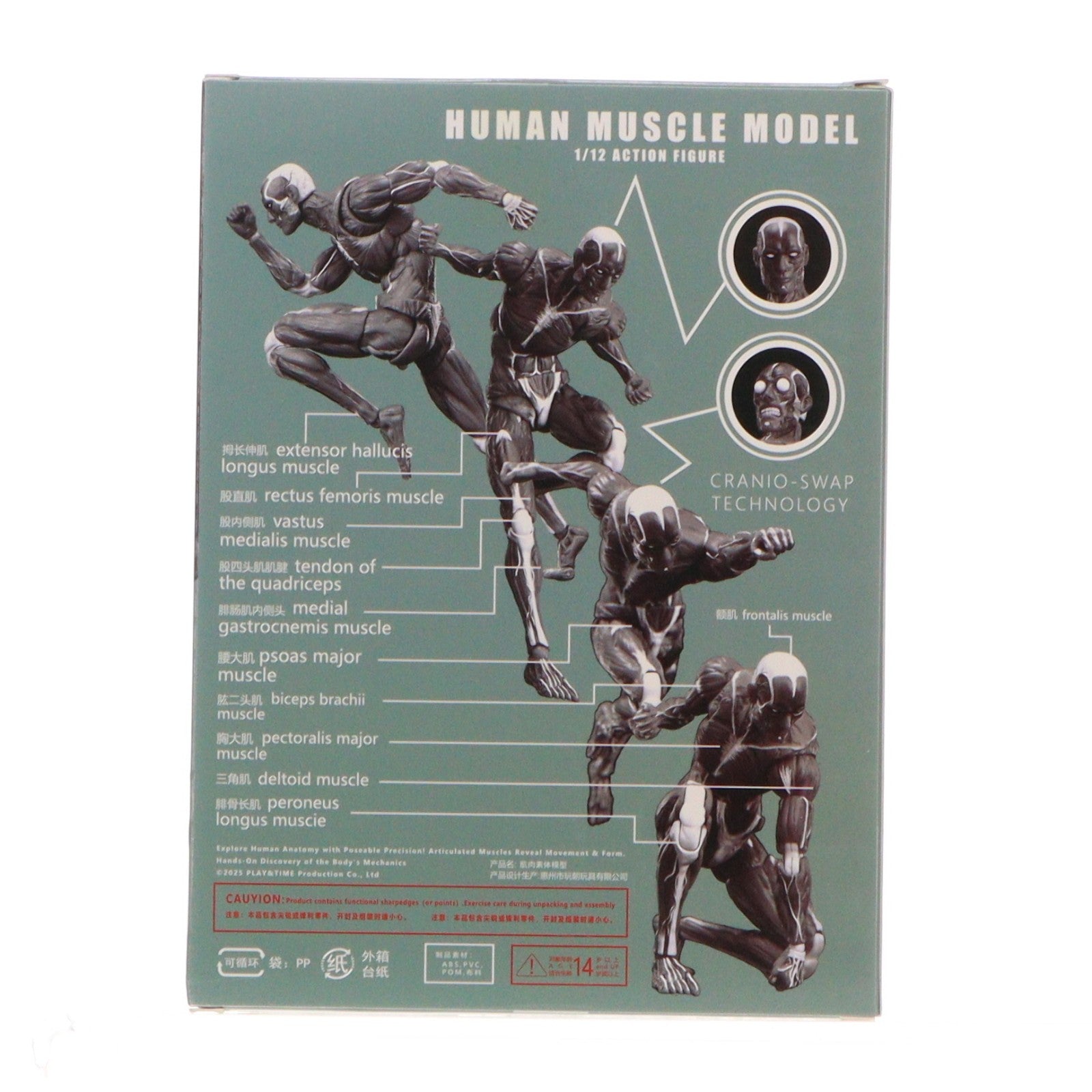 【中古即納】[FIG] 人体筋肉模型 グレー 1/12 完成品 アクションフィギュア KEEPGOING Studio(キープゴーイングスタジオ)(20251221)