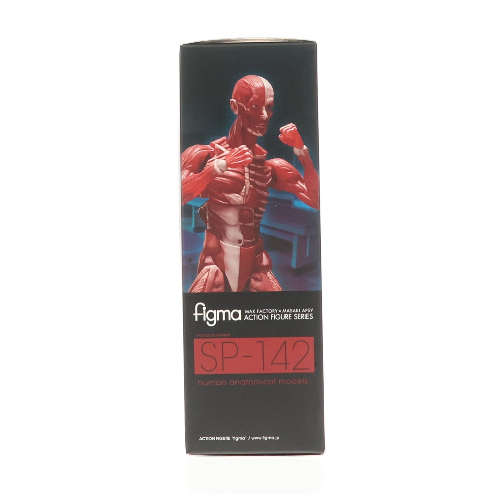 【中古即納】[FIG] figma(フィグマ) SP-142 人体模型(じんたいもけい) 完成品 可動フィギュア FREEing(フリーイング)(20220428)