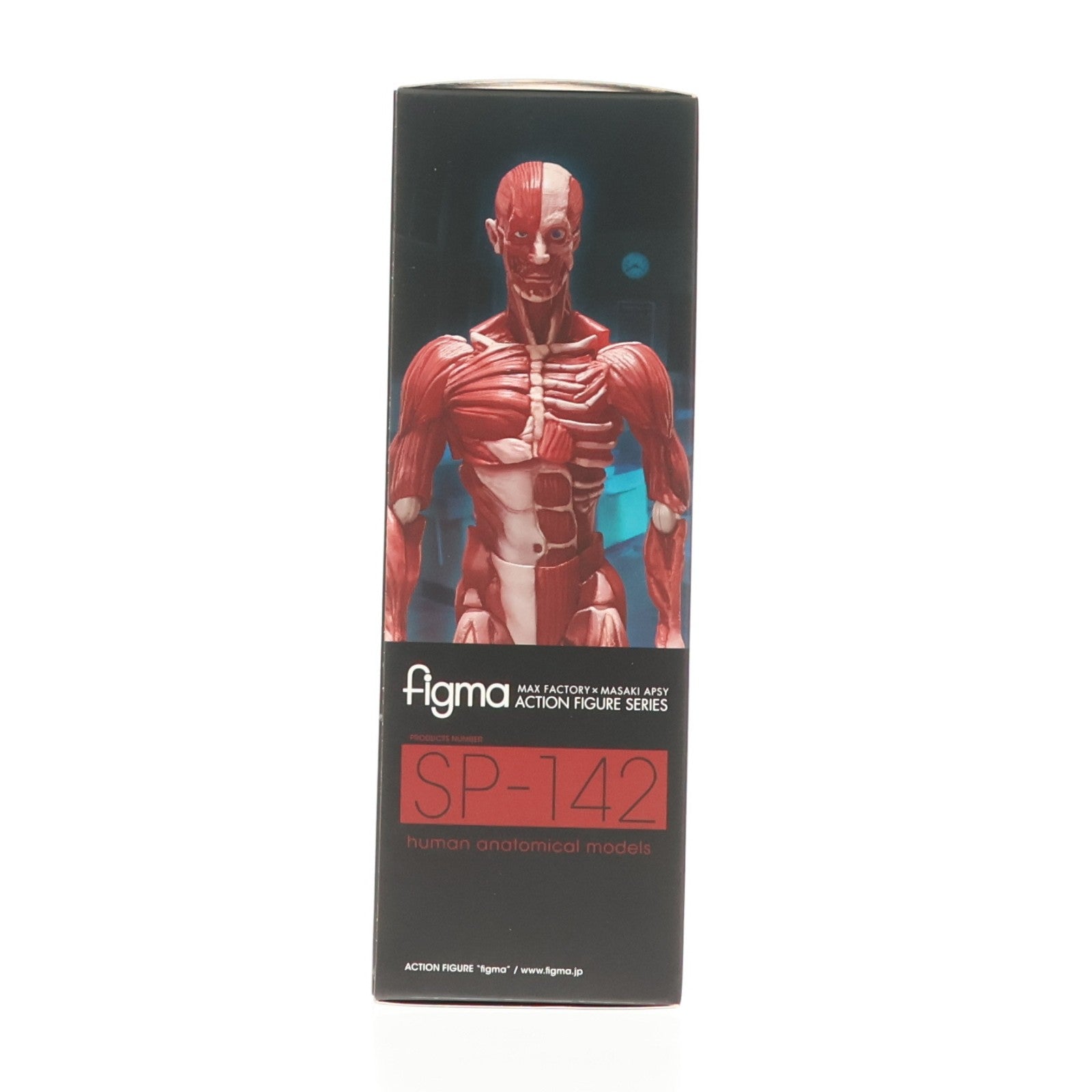 【中古即納】[FIG] figma(フィグマ) SP-142 人体模型(じんたいもけい) 完成品 可動フィギュア FREEing(フリーイング)(20220428)
