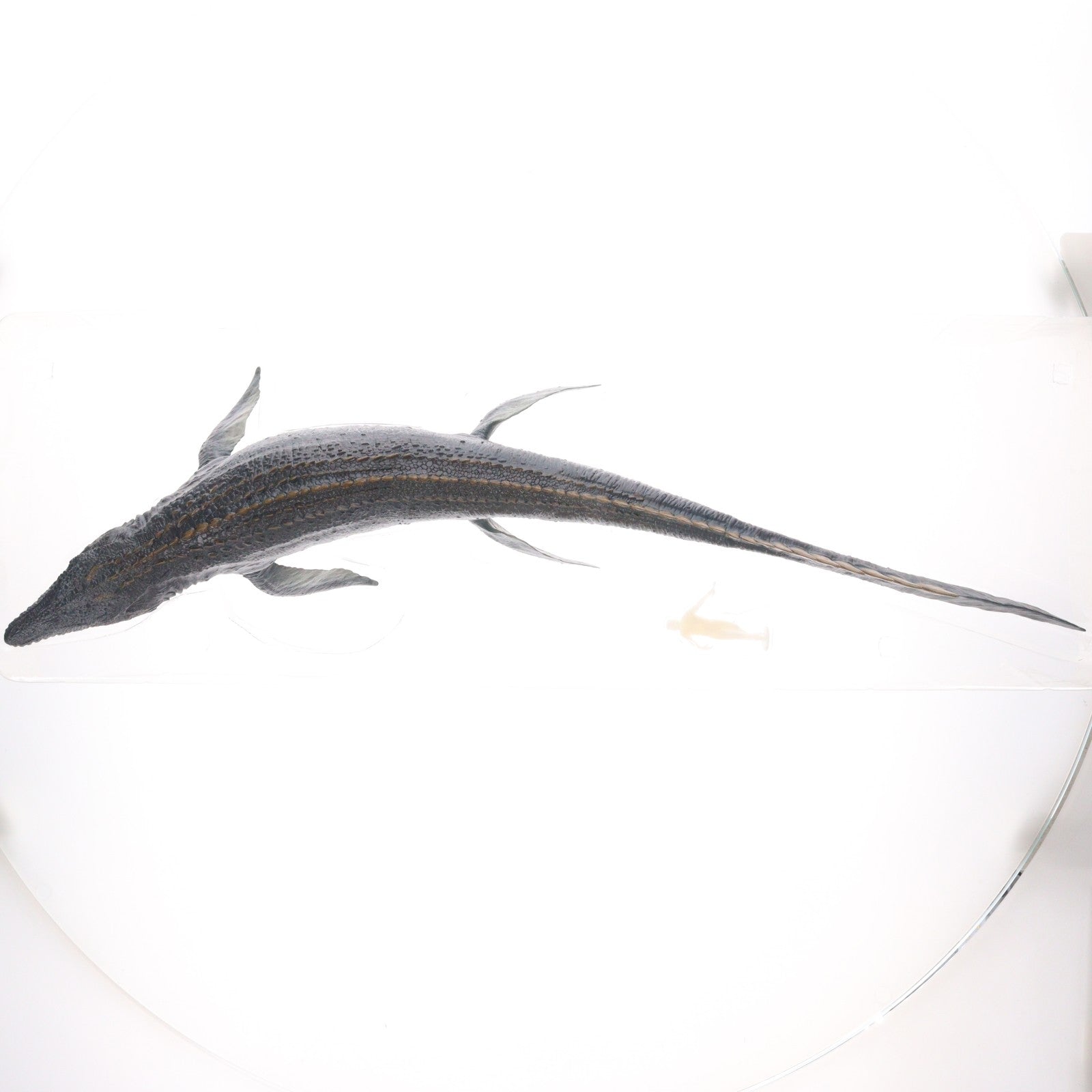 【中古即納】[FIG] Lord Of Abyss 滄龍 モササウルス スタチュー 1/35 完成品 フィギュア 本心楠改(Nanmu Studio)(20191231)